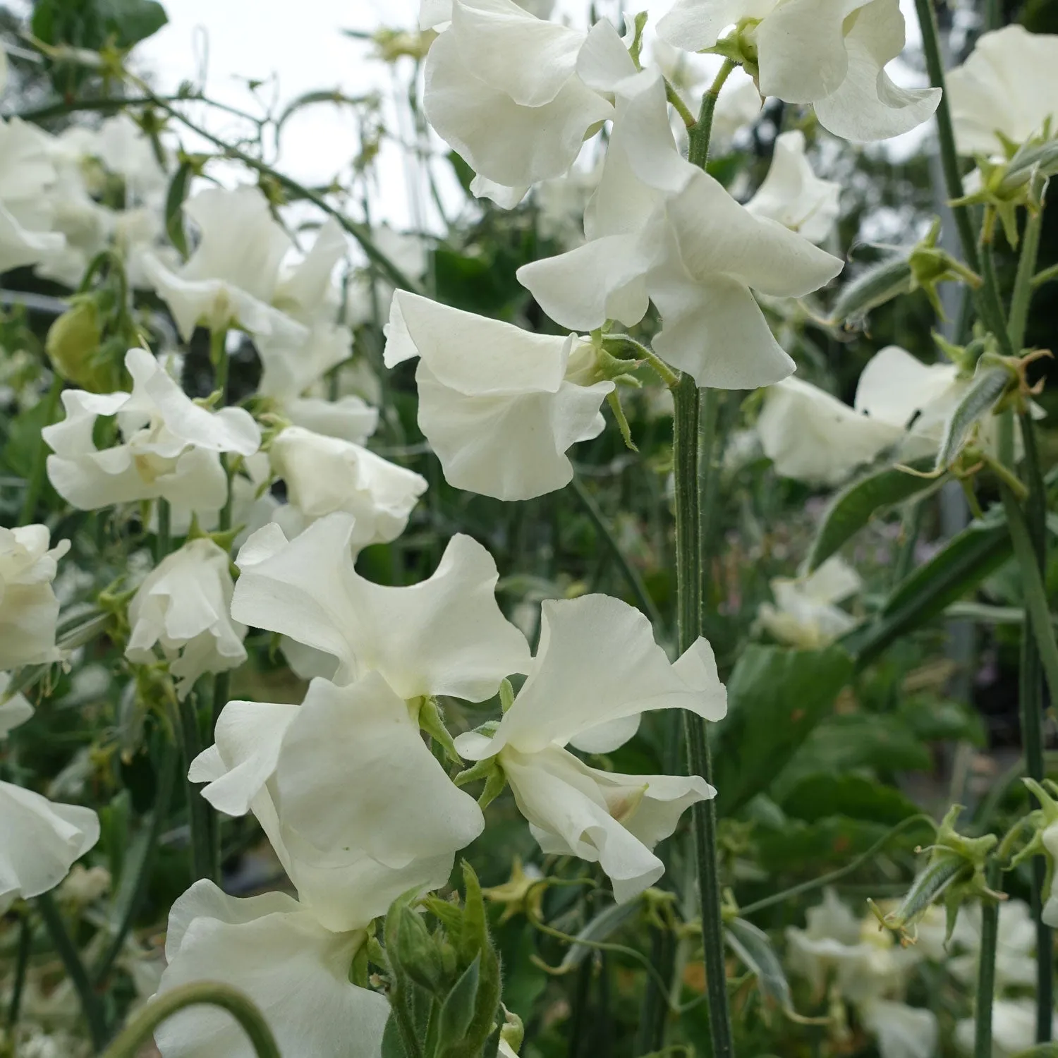 Sweet Pea Jilly